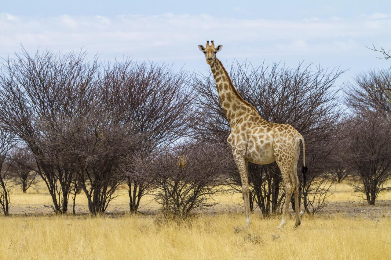 Epacha Game Lodge & Spa Окауквейо Екстер'єр фото